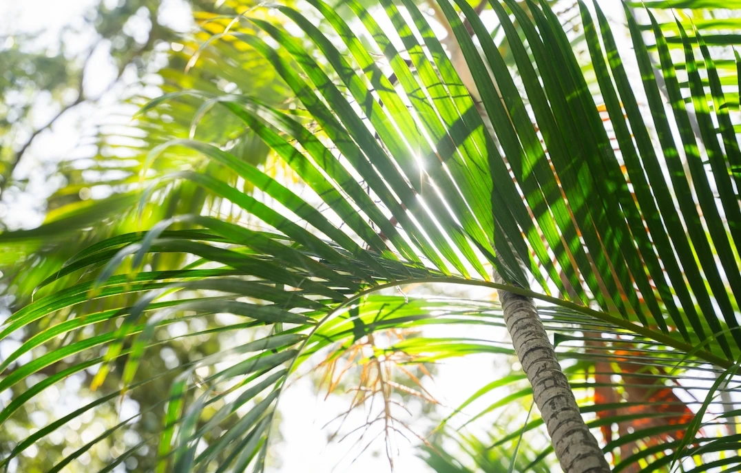palm trees | Top Miami Surgeon Gregory D. Lewen, MD